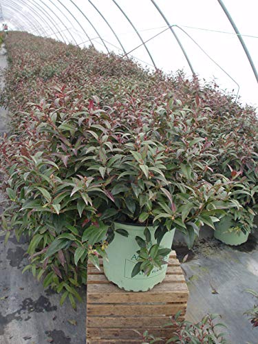 Squirt™ Compact Leucothoe in the nursery