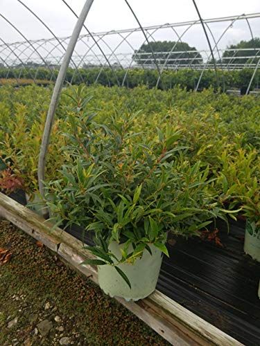 Squirt™ Compact Leucothoe planted in garden setting