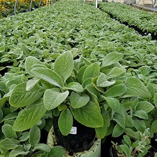 Stachys byzantina Helen Von Stein