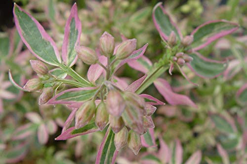 Stairway to Heaven Jacobs Ladder foliage and flower bud close up