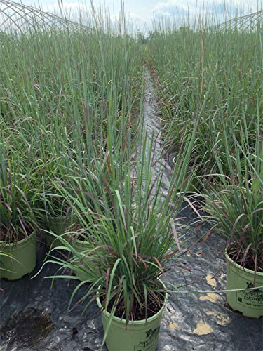 Standing Ovation Little Bluestem plant in nursery, blue‑green foliage