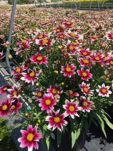 Starstruck Tickseed full of flowers