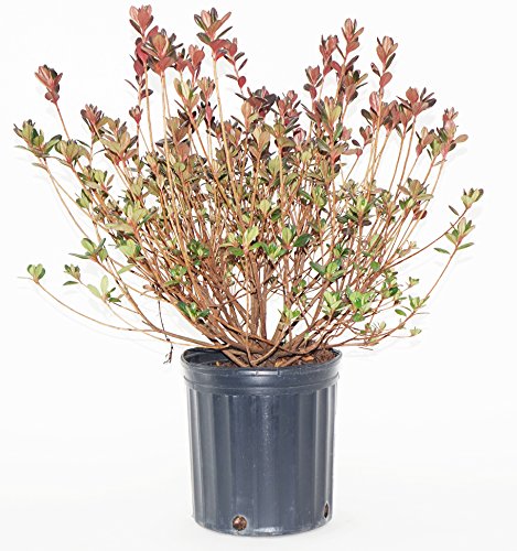 Stewartstonian azalea shrub with red blooms