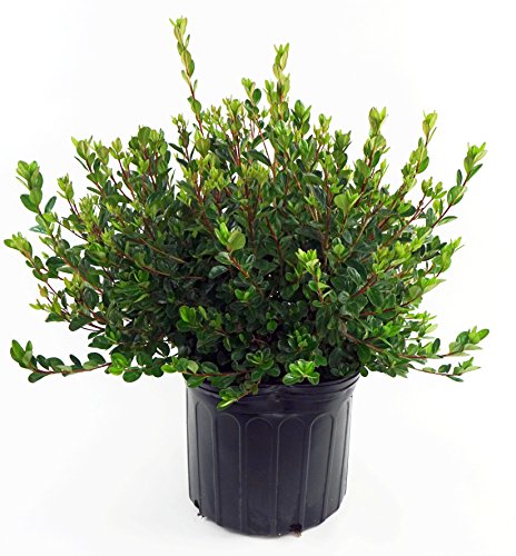 Stewatstonian Azalea in pot