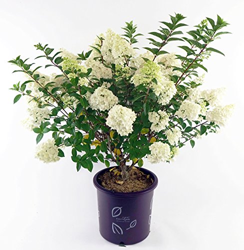 Strawberry Sundae® Hydrangea in branded pot