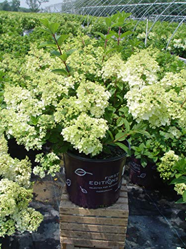 Strawberry Sundae® Hydrangea shrub in a landscape setting, illustrating overall size and shape