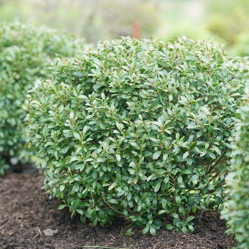 Strongbox® Inkberry Holly mounded form
