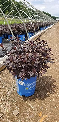 Stunner Weigela shrub with vibrant pink flowers in pot