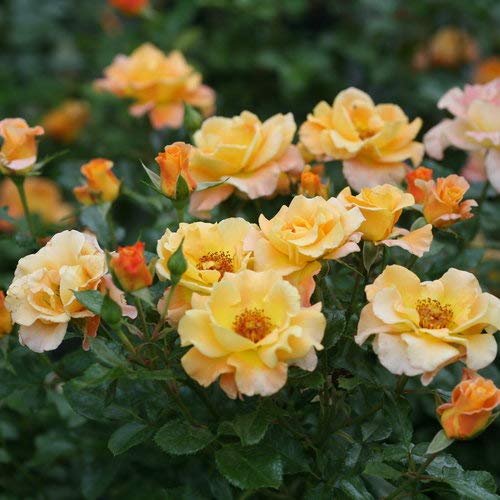 Suñorita® Landscape Rose blooming