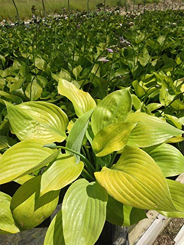 Sum and Substance Hosta in landscape