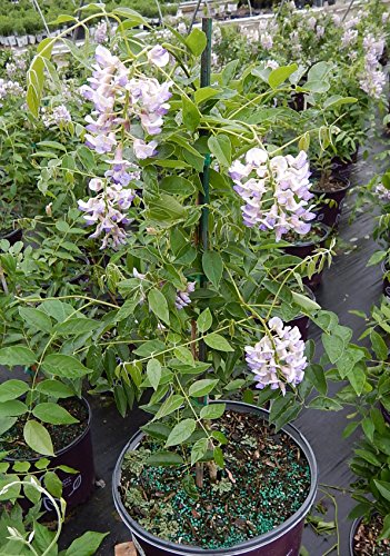Summer Cascade™ Wisteria blooming in the nursery