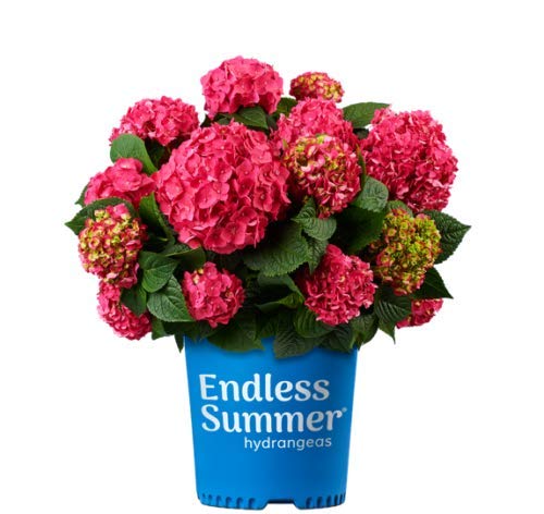 Summer Crush™; Hydrangea full of blooms