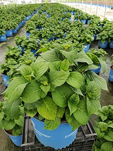Summer Crush™; Hydrangea growing in the nursery