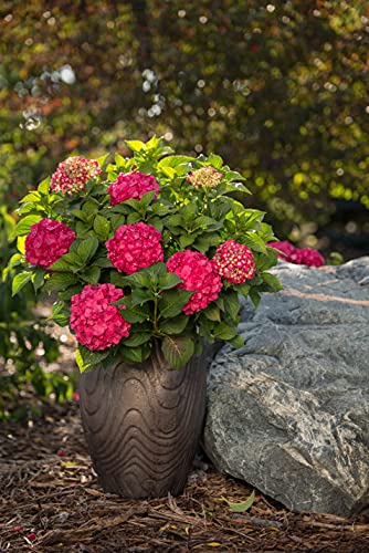 Summer Crush™ Hydrangea in the garden landscape