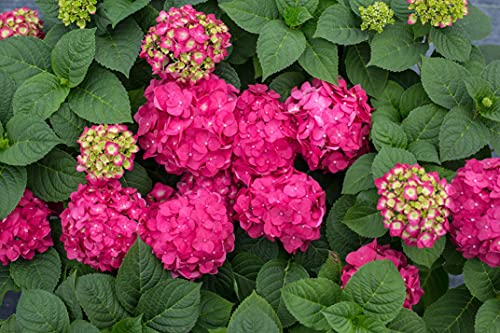 Summer Crush™ Hydrangea top view