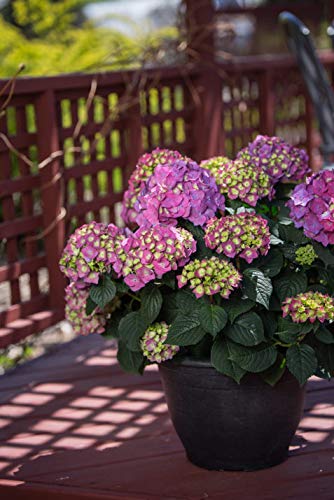 Summer Crush™; Hydrangea with pink and yellow green flower color
