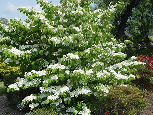 Summer Snowflake Viburnum full of blooms