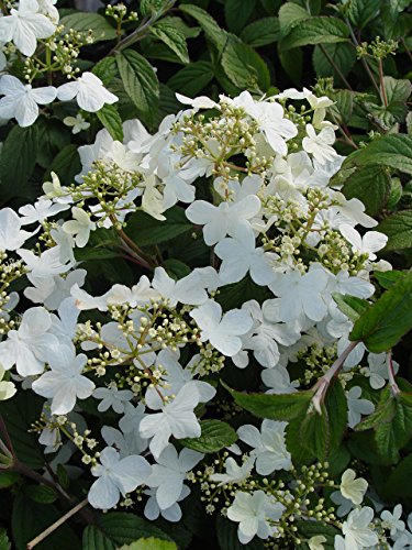Summer Snowflake Viburnum white flower