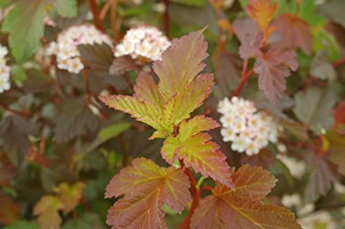Summer Wine® Common Ninebark foliage close up