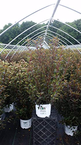 Summer Wine® Common Ninebark in nursery