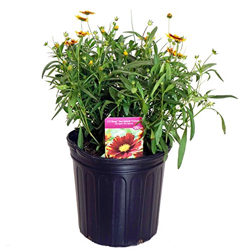 Sun Splash Tickseed in pot