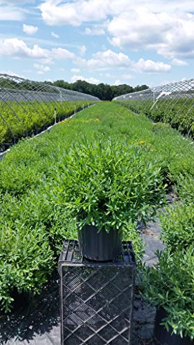 Sunburst St. John's Wort in nursery