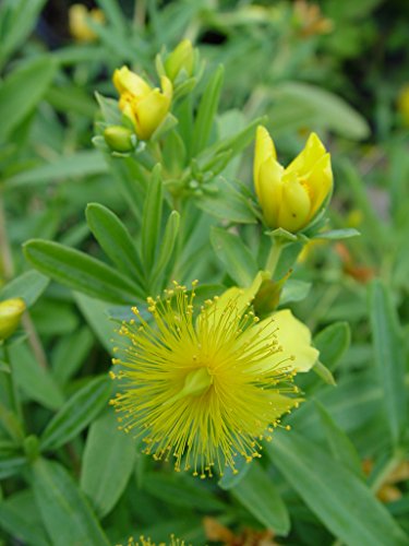 Sunburst St. John's Wort yellow flower close up