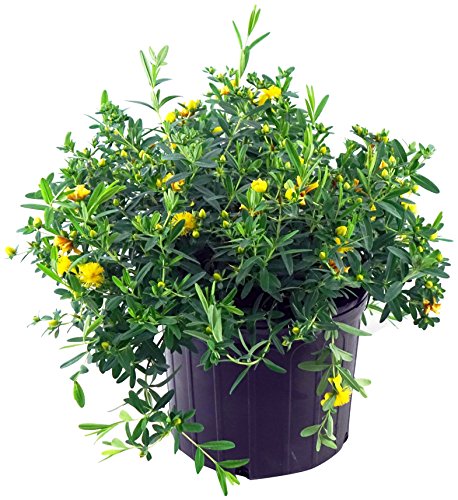 Sunburst St. John's Wort yellow flowering in pot