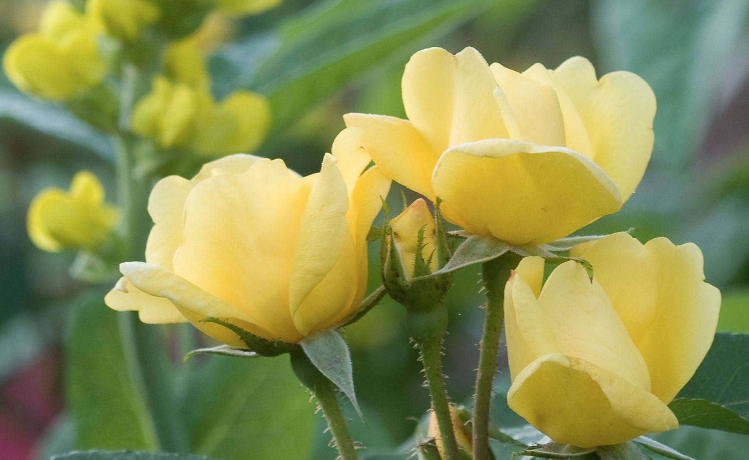 Sunny Knock Out® Rose flower focus