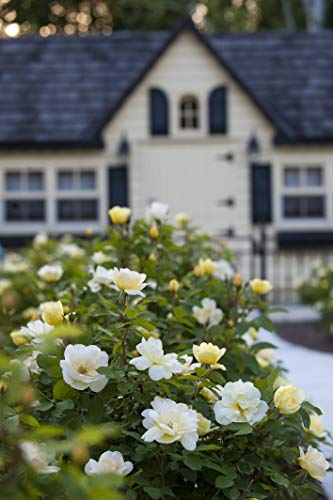 Sunny Knock Out® rose plant in full bloom with vibrant yellow flowers and lush leaves