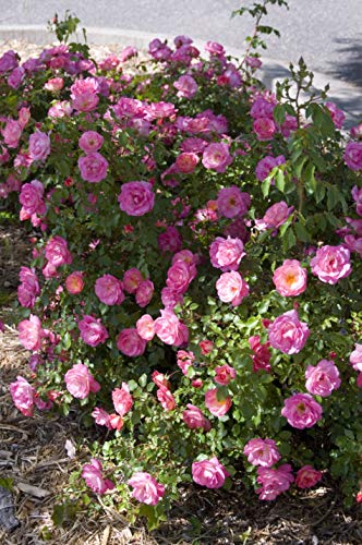 Sunrise Sunset Rose covered in blooms