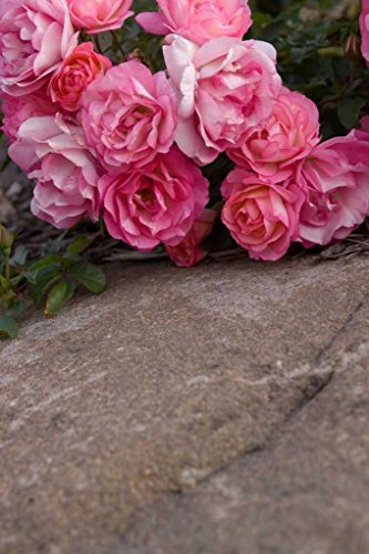 Sunrise Sunset Rose flowers