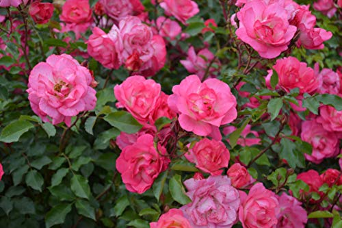 Sunrise Sunset Rose red foliage