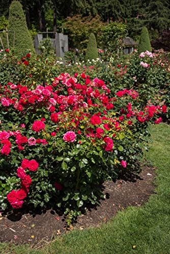 Super Hero Rose planted in the backyard