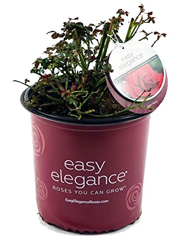 Super Hero rose plant in soil‑filled pot against white background