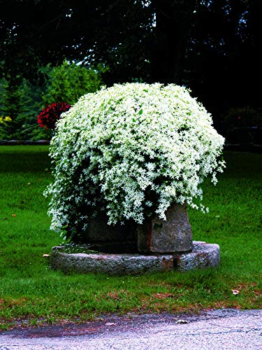 Sweet Autumn Clematis covered in blooms