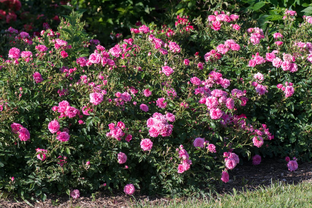 drift rose seeds Rose, Sweet Drift Rose