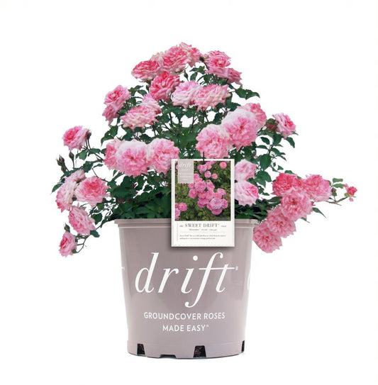 Sweet Drift® Rose in branded pot with plant tag