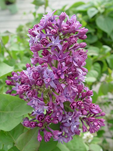 Syringa X hyacinthiflora Royal Purple flower close up