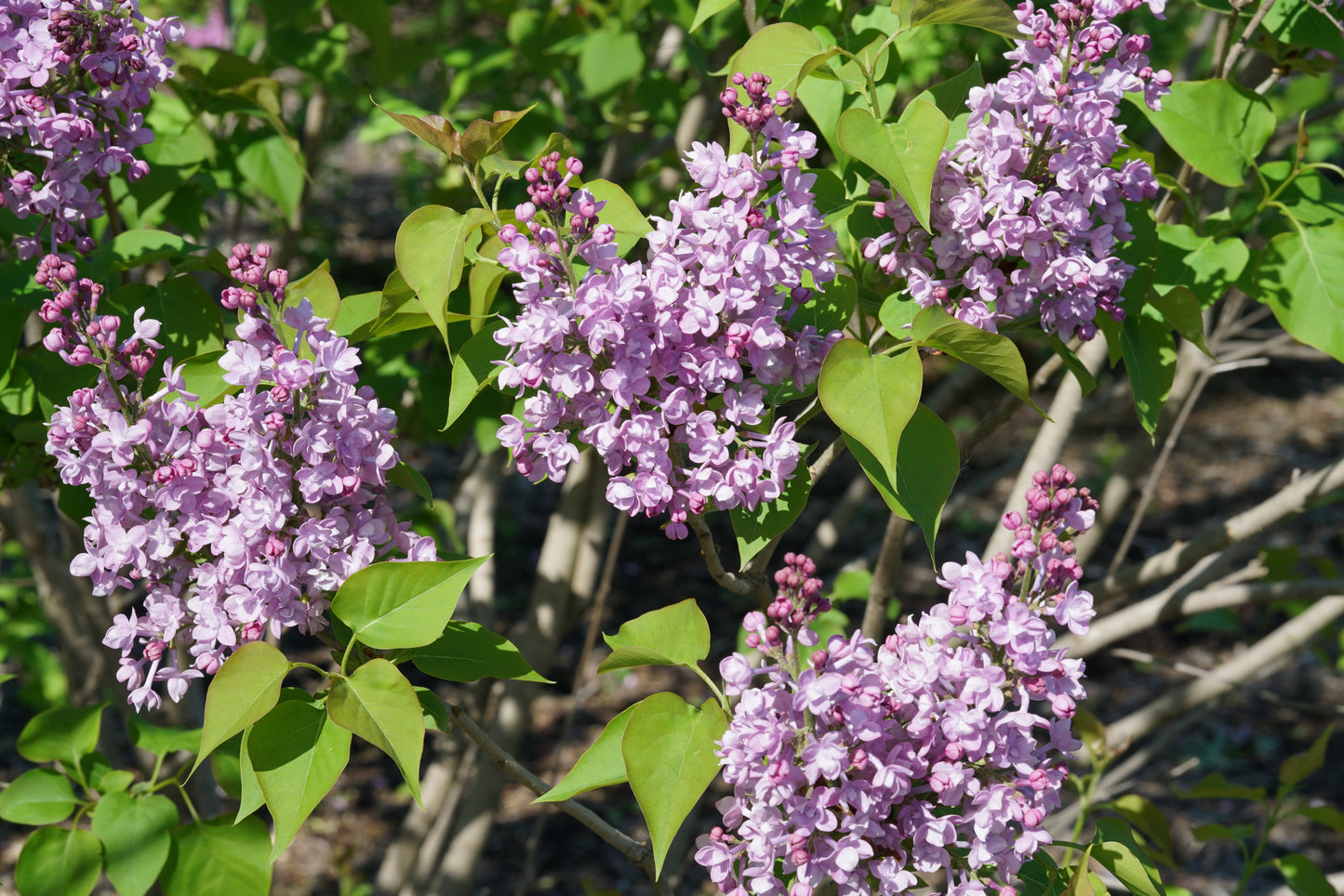 Syringa x hyd. Scentara® Double Blue