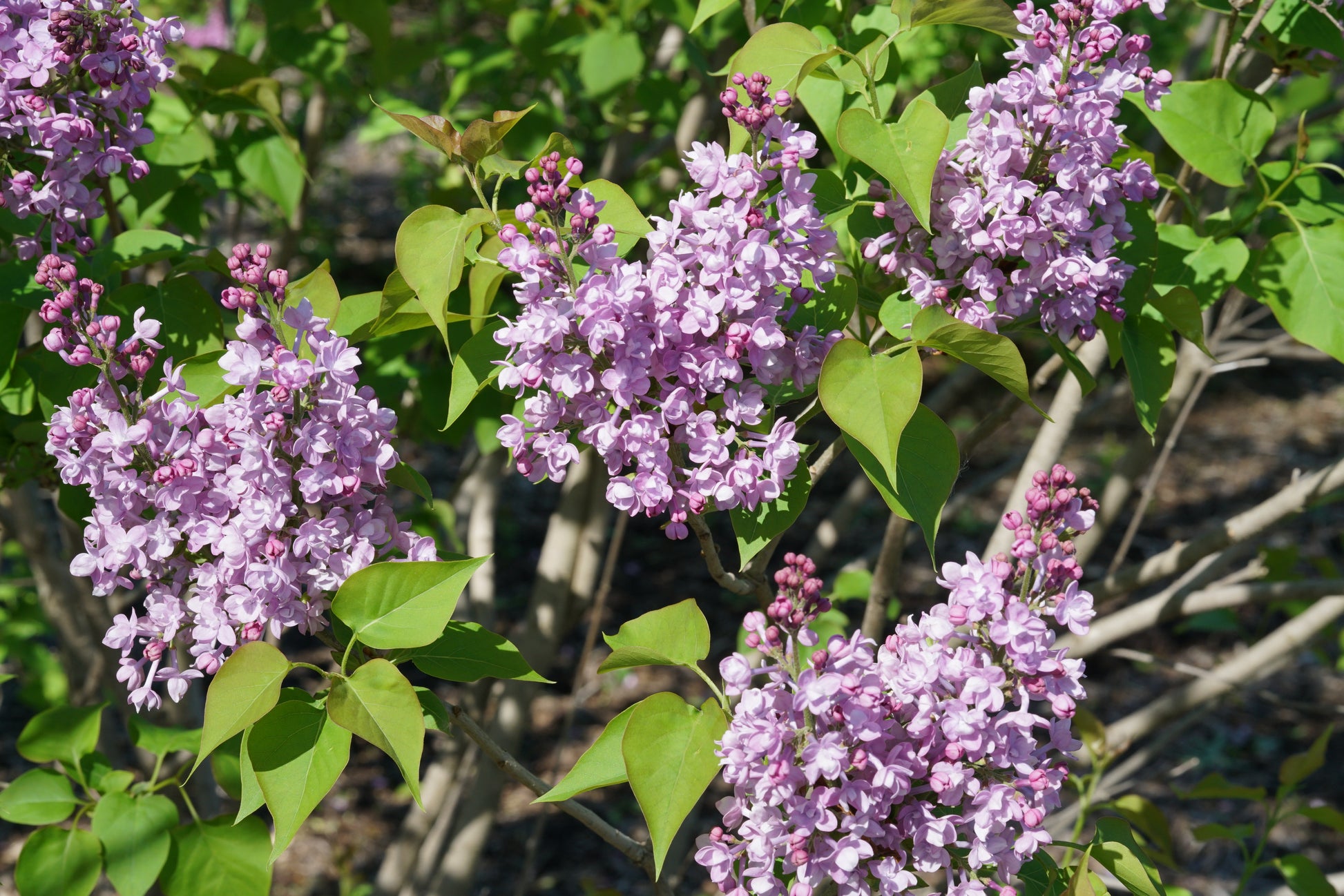 Syringa x hyd. Scentara® Double Blue