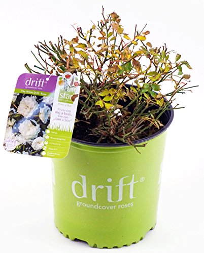 The White Drift® Rose with plant tag