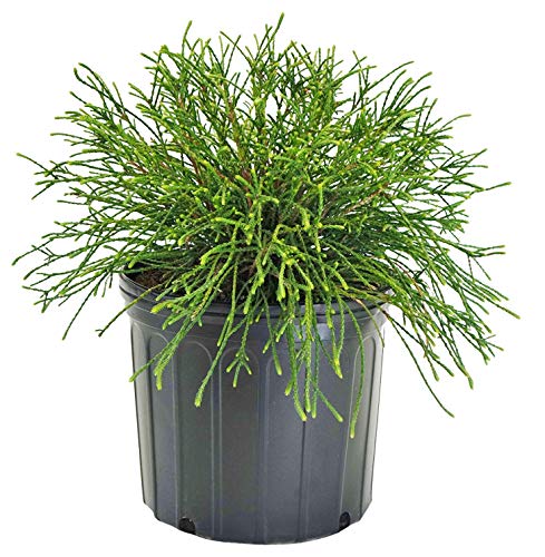Thuja plicata Whipcord