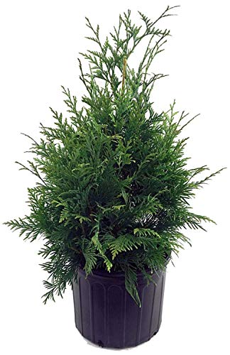Thuja x Green Giant Western Arborvitae tall potted plant outdoors