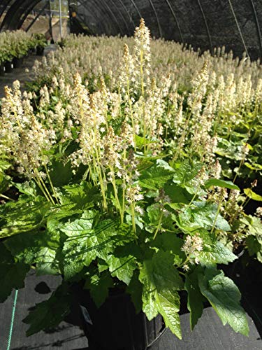 Tiarella cordifolia