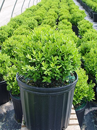 Tide Hill Boxwood in nursery