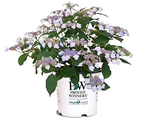 Tiny Tuff Stuff™ Mountain Hydrangea in branded pot