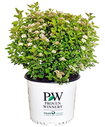 Tiny Wine® Gold Ninebark in branded pot