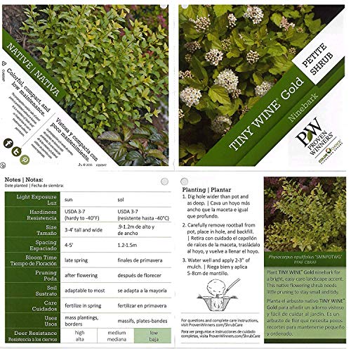 Tiny Wine® Gold Ninebark plant addicts