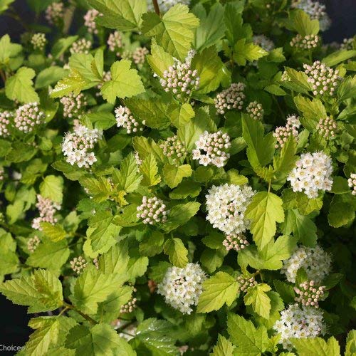 Tiny Wine® Gold Ninebark showing white flower